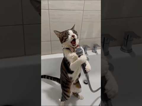 Funny Cat in My House 🤣❤️👻 #shorts thumbnail