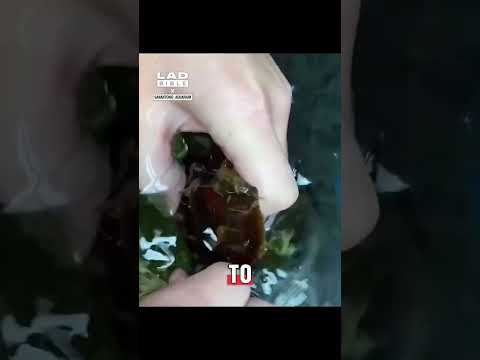 There was a baby shark inside it 🤯🦈 #animals #crazy #sharks thumbnail