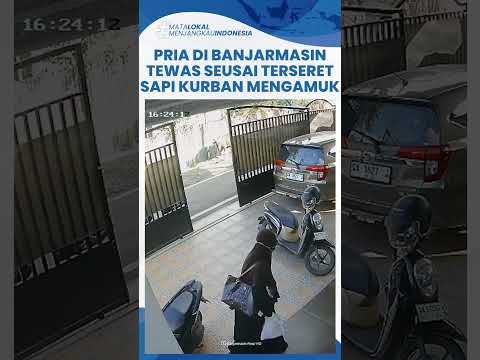Detik detik Pria Terseret Sapi Kurban Mengamuk di Banjarmasin, Korban Terkapar Lalu Meninggal thumbnail