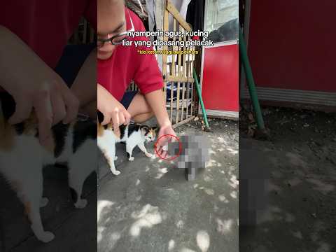 Ending dari Agus (kucing liar yang dipasang pelacak) thumbnail