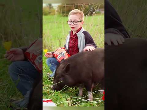 Latająca świnia i tajemnicza maszyna 😱🥔#shortvideo #viral thumbnail