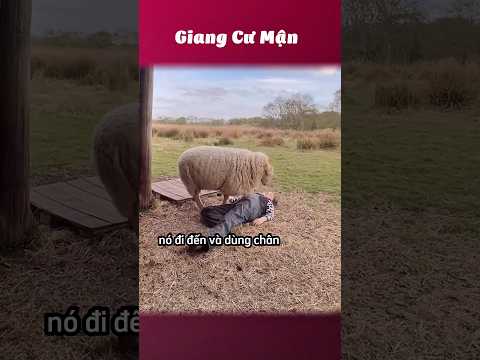Để coi nuôi đứa nào đáng 😂 #giangcuman thumbnail