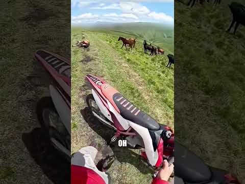 Весь табун лошадей стоял НАСТОЯЩИМ КОЛЬЦОМ🐴😱🚨 thumbnail