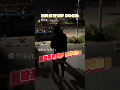 女子撿到一隻貴賓狗 歸還原主被 VIP 大軍包圍  #貴賓狗 #VIPDOG #VIP #萌寵 thumbnail
