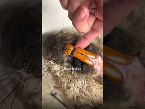 ?Jangan Pernah Melarang Hewan ini Untuk Mengunyah Kayu! thumbnail