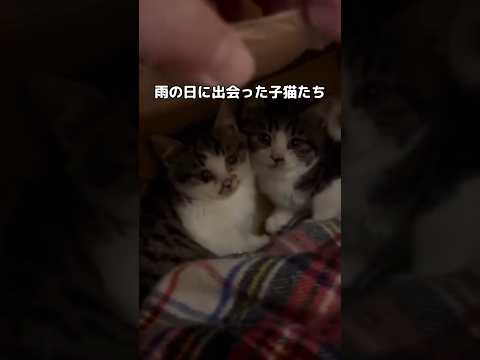 雨の日に出会った小さな子猫たち #子猫 #野良猫 #shorts thumbnail