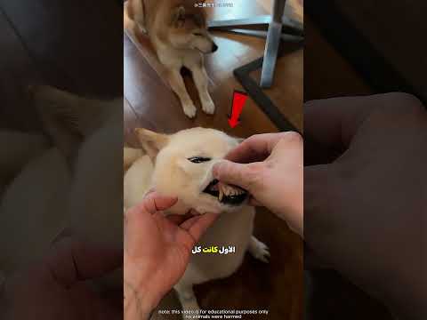 الراجل اكتشف السنه دي تبع انهي كلب 🦷 thumbnail