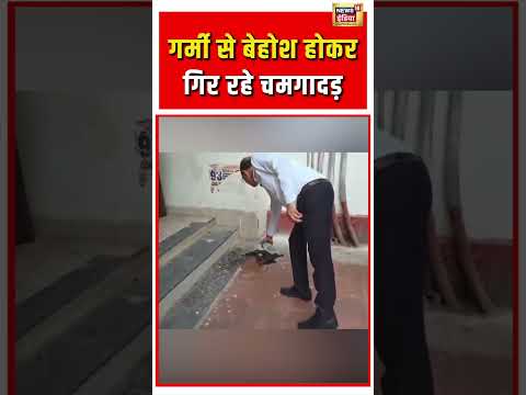 Viral Video | गर्मी से बेहोश होकर गिर रहे चमगादड़ | #viralnews | #viralshorts thumbnail