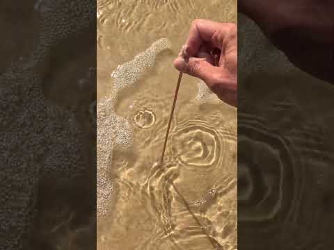 GIANT BEACH WORM from Australia thumbnail