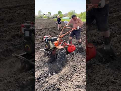 Садили таким способом? #трактор #tractor #тракторист #картошка #картопля #мотоблок thumbnail