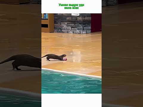 Умная выдра удивила всех#viral #shorts thumbnail