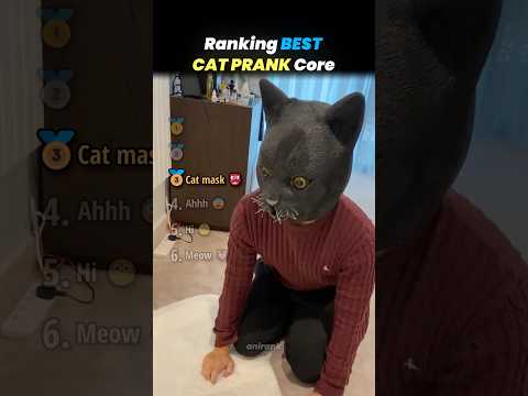 Ranking BEST CAT PRANK Core Moments!! 🐱👺 thumbnail