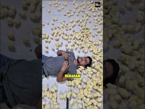 Anak Ayam Ini Kira Dia Ibunya ? thumbnail