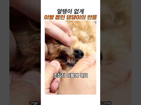 강아지 이빨 뽑는 신박한 방법에 놀란 댕댕이 반응 #웃긴동물#귀여운푸들#강아지 유치 thumbnail