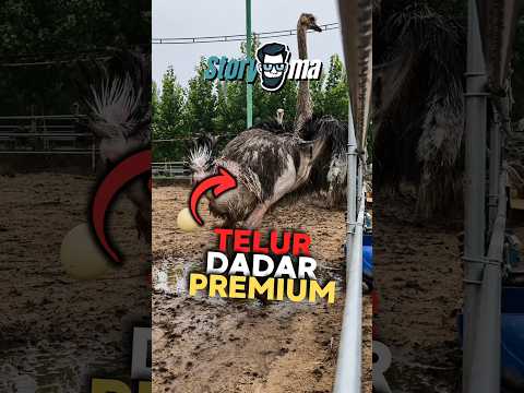 Kalau telur ini jatuh, peternaknya bisa rugi besar thumbnail