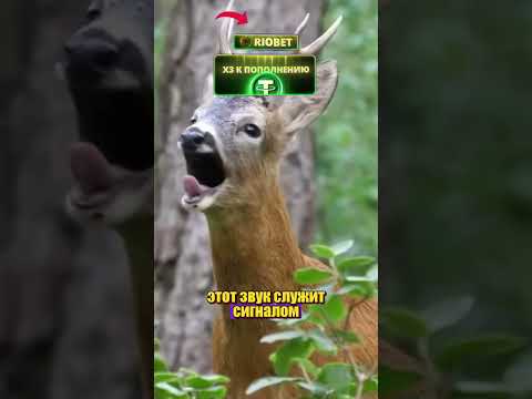 @Dastan_01 МИЛЫЕ ОЛЕНИ thumbnail