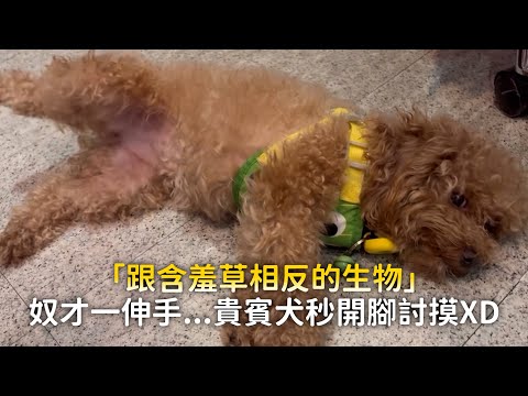 「跟含羞草相反的生物」　奴才一伸手...貴賓犬秒開腳討摸XD thumbnail