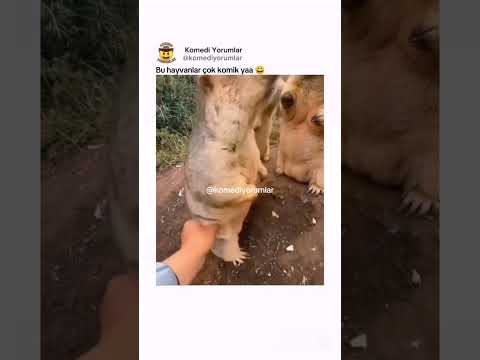 Bu hayvanlar çok komik yaa thumbnail