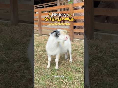KAMBING 100 Juta??? #dramangakak thumbnail
