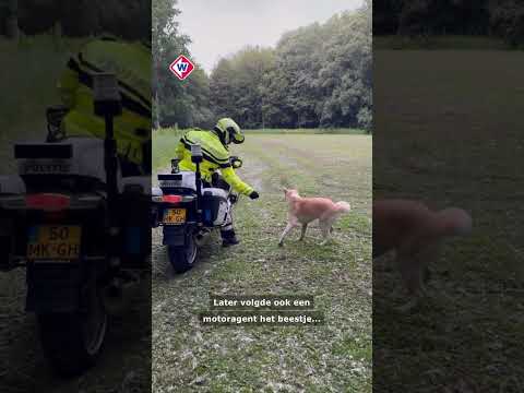 Hond ontsnapt en houdt politie flink bezig | #shorts thumbnail