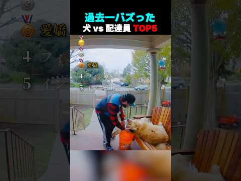 過去一バズった ! ? 犬 vs 配達員 TOP5 thumbnail
