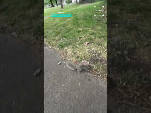 And This Is Why You Don't Try To Per Squirrels 🙄 #animalattack thumbnail