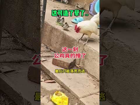 这可造了孽了，这一刻公鸡真的懵了 #搞笑视频 #感人壹幕 #搞笑 #影視解説 #funny #大熱門 #萌寵 #寵物友善日常 #精彩影视 #影视聚焦 thumbnail
