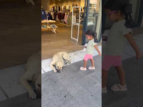 Köpek kapının önüne yatmış içeri giremedim 😂 #aboneolmayiunutmayin #keşfetbeniöneçıkar #kesfeteyyiz thumbnail