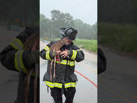 ¡De milagro! Rescatan a una cría de venado tras inundaciones en Wisconsin thumbnail
