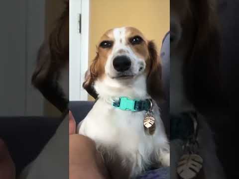 This dog? #shorts #animation thumbnail