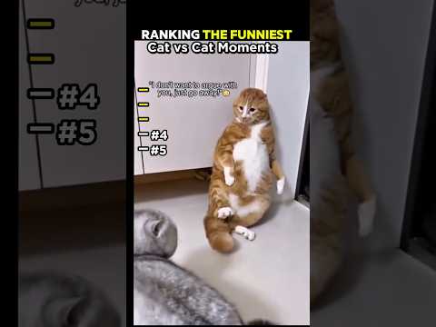 cats vs cats #animator thumbnail