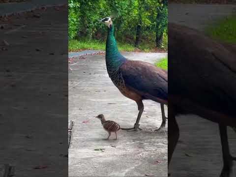 Peahen bringing its baby for walk #peahen #peahens #peacock thumbnail