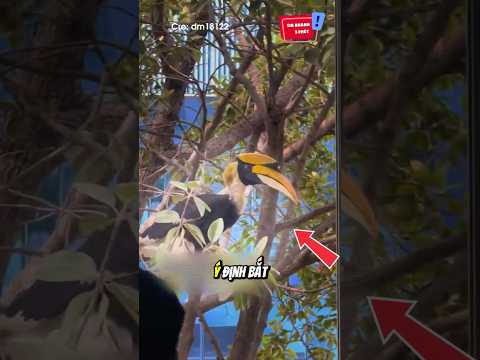 Đang học thì mấy cuốn lịch tới chơi: 😆 #shorts thumbnail