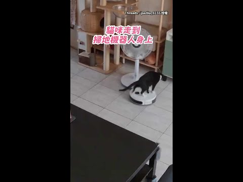 【被徵用當「坐騎」了】貓咪坐掃地機器人上巡邏：快載偶去找奴才 #Shorts thumbnail