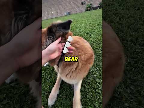 Lost Dog ? @life.with.kora thumbnail