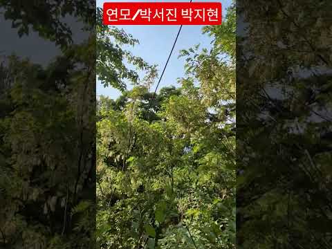 박서진 박지현 가수가 부르는 연모 넘 멋져요 #환상의콤비네요 #박서진 #박지현 #연모 #현역가왕 #트로트 #안중태tv #shorts thumbnail