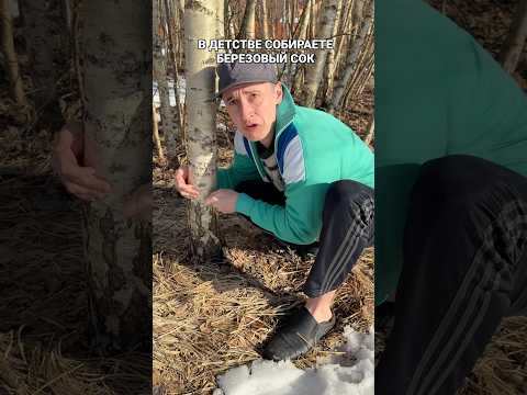 В ДЕТСТВЕ СОБИРАЕТЕ БЕРЕЗОВЫЙ СОК thumbnail
