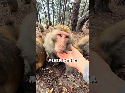 Tes Mahkota Emas: Siapa Raja Monyet yang Sebenarnya? thumbnail