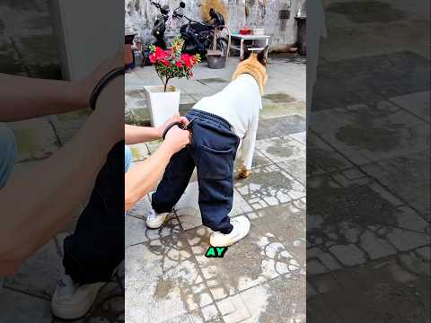 🐶✂️ ¡Le cortaron el pantalón al perrito! 😱 La razón de atrás hizo reír a todos 😂✨ thumbnail
