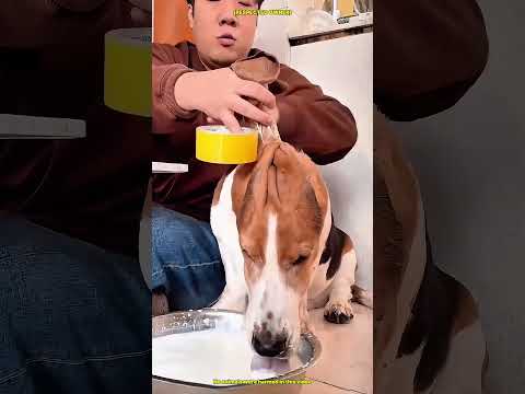 Telinga Anjing Ini Super Panjang Jadi Serbaguna! ? #Shorts thumbnail