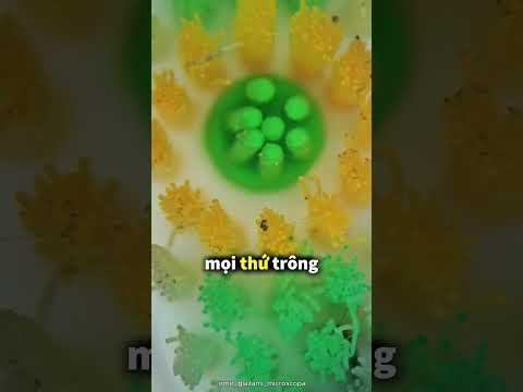 Nếu một con gián bò lên bàn chải đánh răng của bạn 🤯 thumbnail