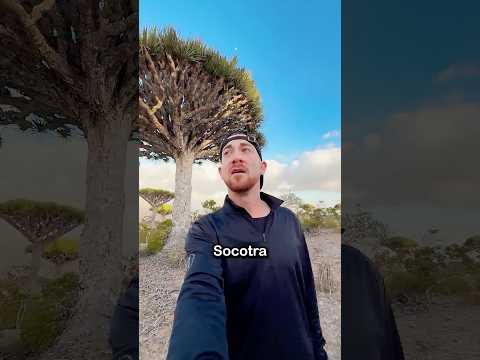 Why Socotra Is The Weirdest Island On Earth thumbnail