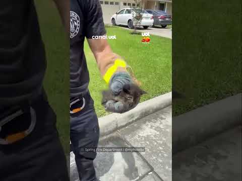 Gatinho cai em bueiro nos EUA, é resgatado e ganha uma família no mesmo dia thumbnail