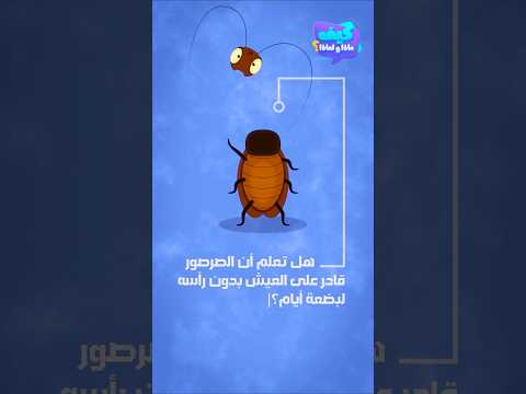 هل تعلم أن الصرصور قادر على العيش بدون رأسه لبضعة أيام؟ Cockroach Fun Facts thumbnail