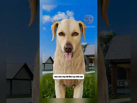 Chú chó đã liên tục bắt nạt chú mèo con khi mới được mua về #shorts #facts thumbnail