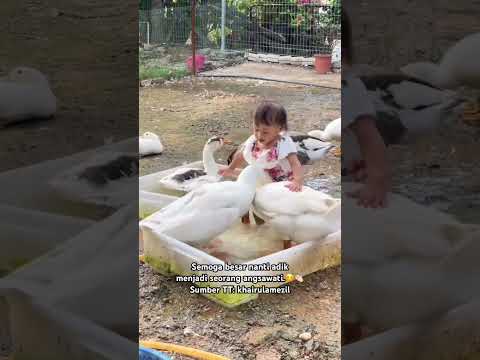 Pelik, selalunya orang lari bila jumpa angsa.? Ni berebut kolam pulak dah dengan angsa.? thumbnail