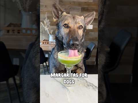 PAWGARITAS For Dogs thumbnail