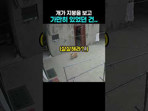 지붕 쳐다보던 댕댕이... 3초후 벌어진 일 thumbnail
