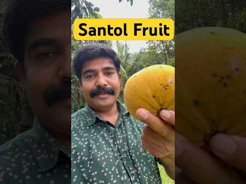 Santos fruits | Kerala | Idukki thumbnail