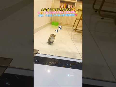 小奶貓打瞌睡也太可愛啦🥰 奶🐱：剛剛誰推了我啊😳 網友：小可愛 又不用上學 睡就是啦💖 #cat #cute #shorts #funny #funnyshorts thumbnail